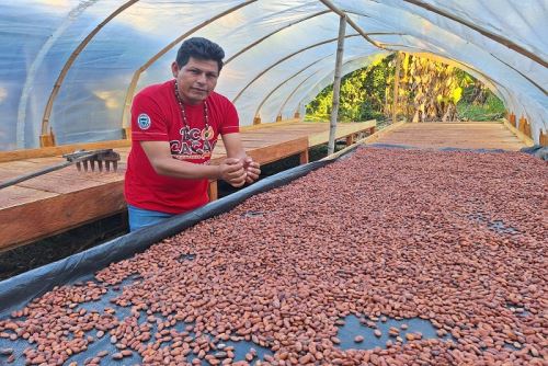La Convención: cacaoteros logran proyección de ventas por 13.9 millones de soles