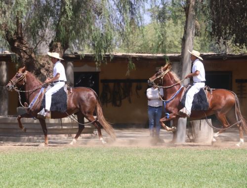 Un total de 285 caballos de paso competirán este viernes 7 de junio en el primer Campeonato Interprovincial de Caballo de Paso Peruano que se celebrará en Paiján.