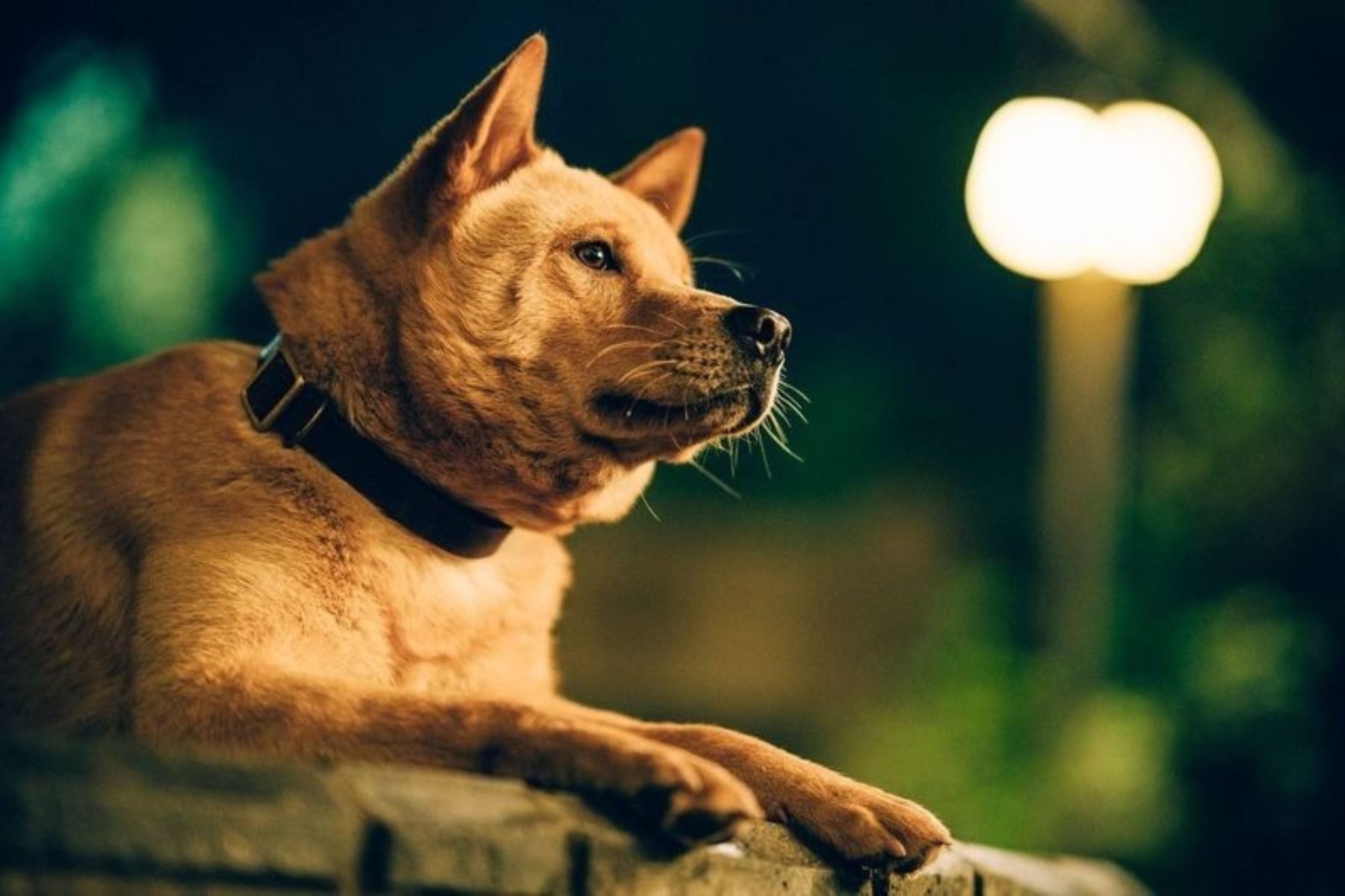 "Hachiko 2" lidera la taquilla peruana con 100 mil espectadores.