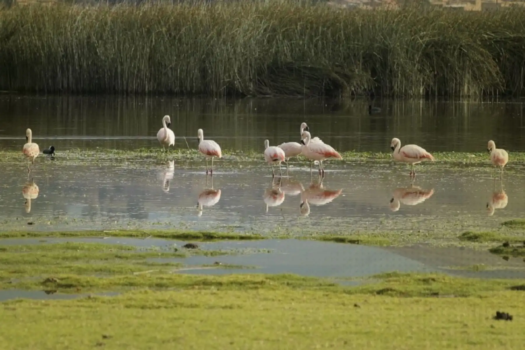 Norme protegerá los humedales y promoverá su gestión sostenible en el territorio nacional. Foto: Difusión.