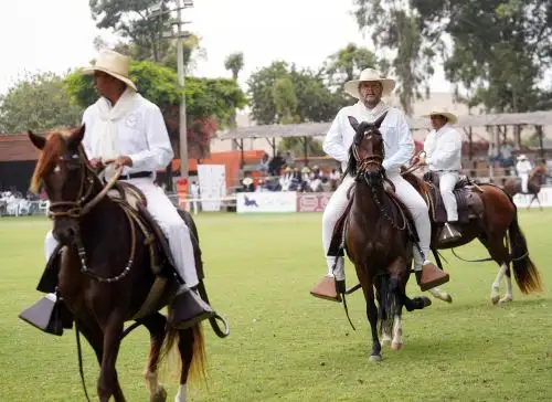 Más de 100 ejemplares del caballo peruano de paso competirán en concurso regional que se celebrará este fin de semana en Ica. Foto: Genry Bautista.