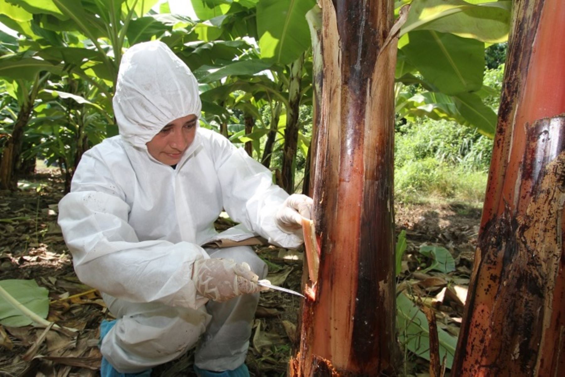 Piura: Senasa continúa despliegue en contención de plaga que afecta a bananos y plátanos