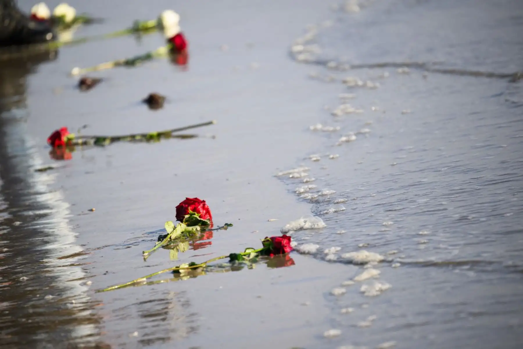 Flores ofrecidas como homenaje a los soldados estadounidenses que murieron durante el desembarco de Normandía yacían en la costa de Utah Beach el 6 de junio de 2024 durante las conmemoraciones del "Día D" que marcan el 80 aniversario del desembarco aliado de la Segunda Guerra Mundial en Normandía.  Foto: AFP
