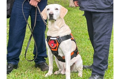 Kalyn, un simpático integrante de la brigada canina de Luz del Sur. Foto: Difusión.