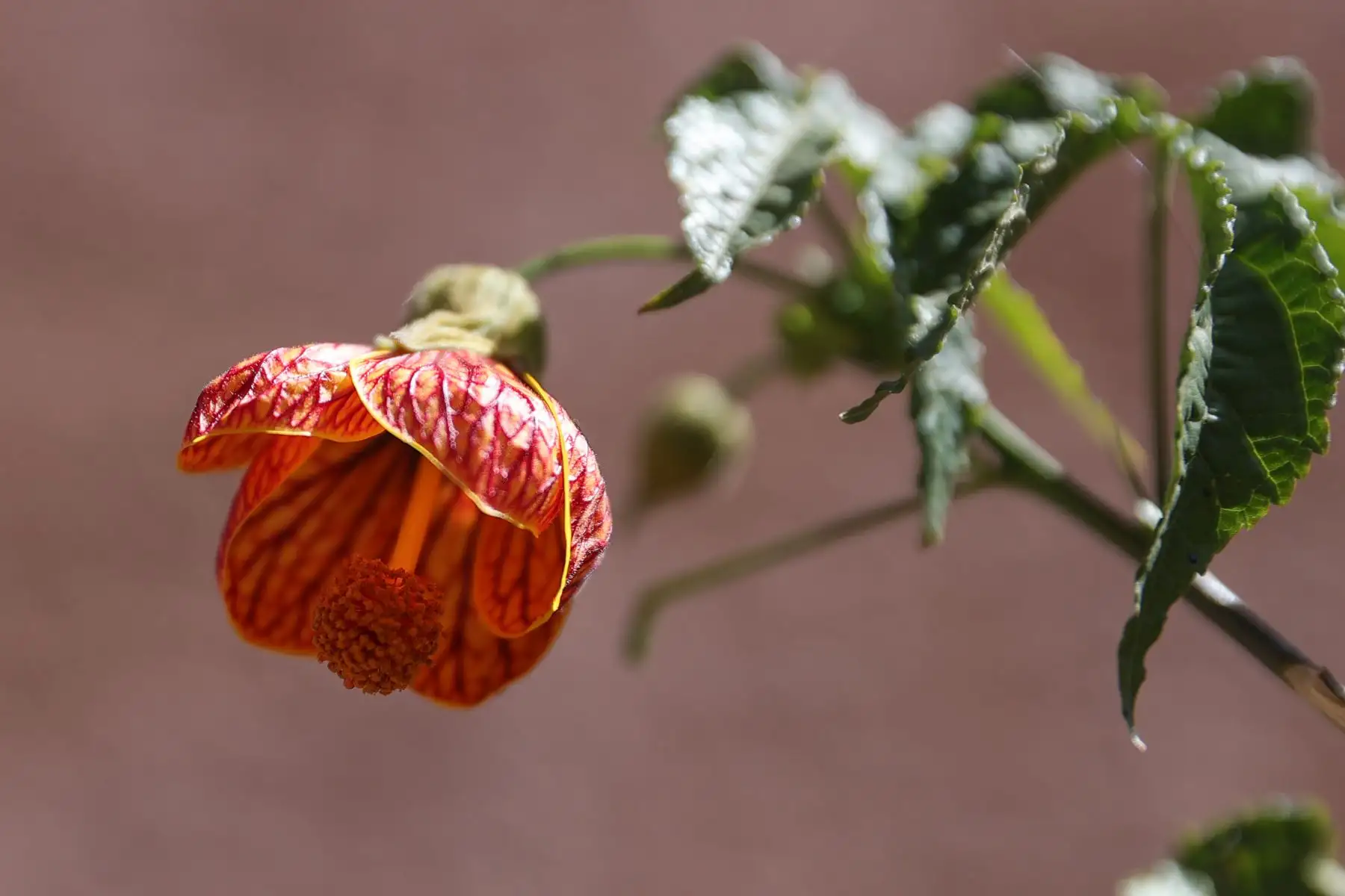Maras es un pueblo tranquilo rodeado de campos y 
 con hermosa flora que adorna sus calles. Foto: ANDINA/Melina Mejía