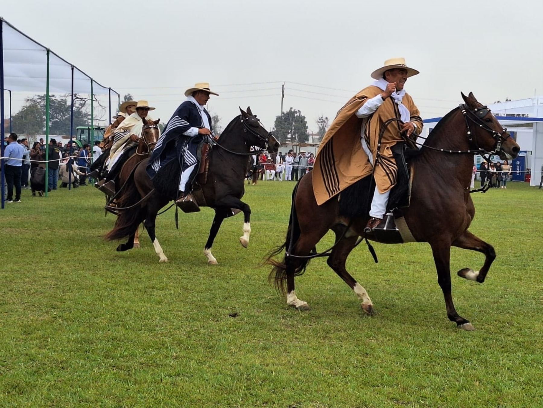 Un total de 138 ejemplares participan en el Concurso Regional de Caballo Peruano de Paso que se realiza en Paiján, distrito ubicado en la región La Libertad. Foto: Luis Puell