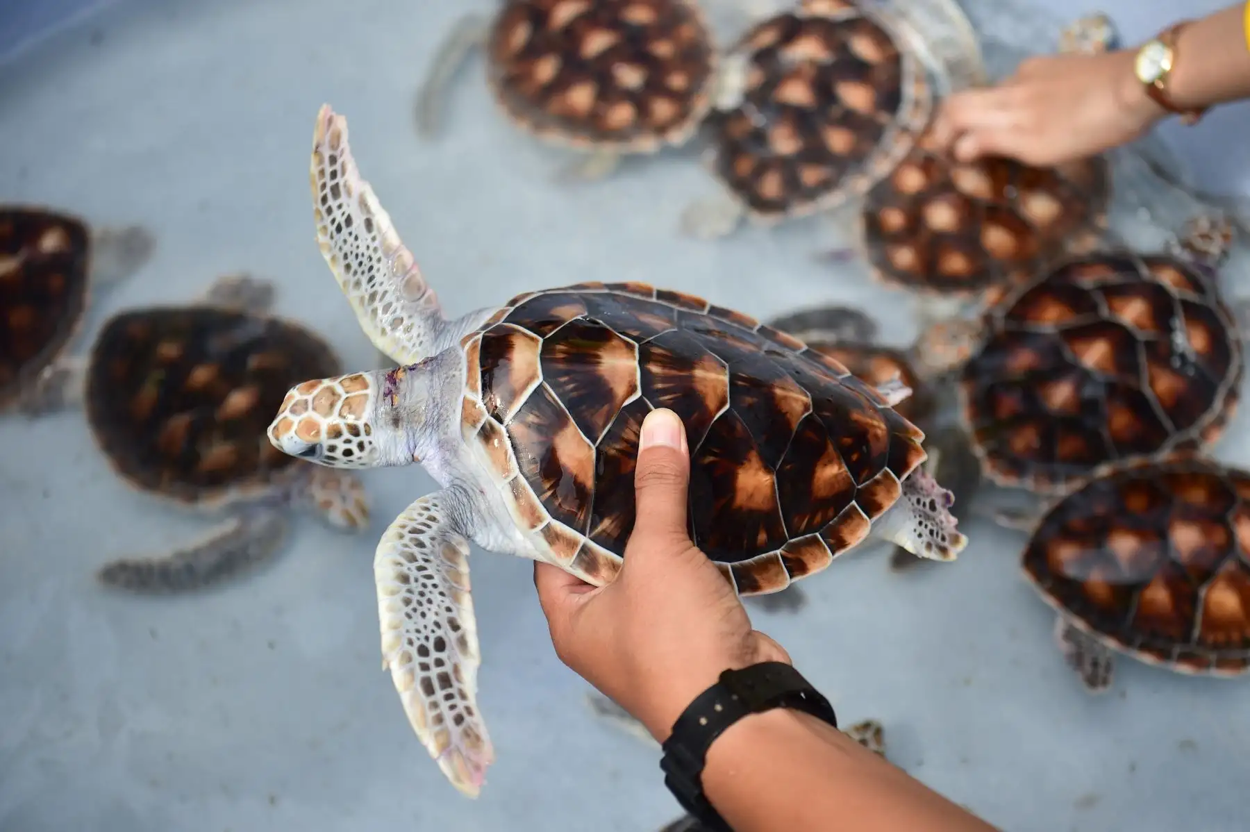 Un participante sostiene una tortuga marina durante un evento celebrado para liberar animales marinos en el mar para conmemorar el Día Mundial de los Océanos.
Foto: AFP