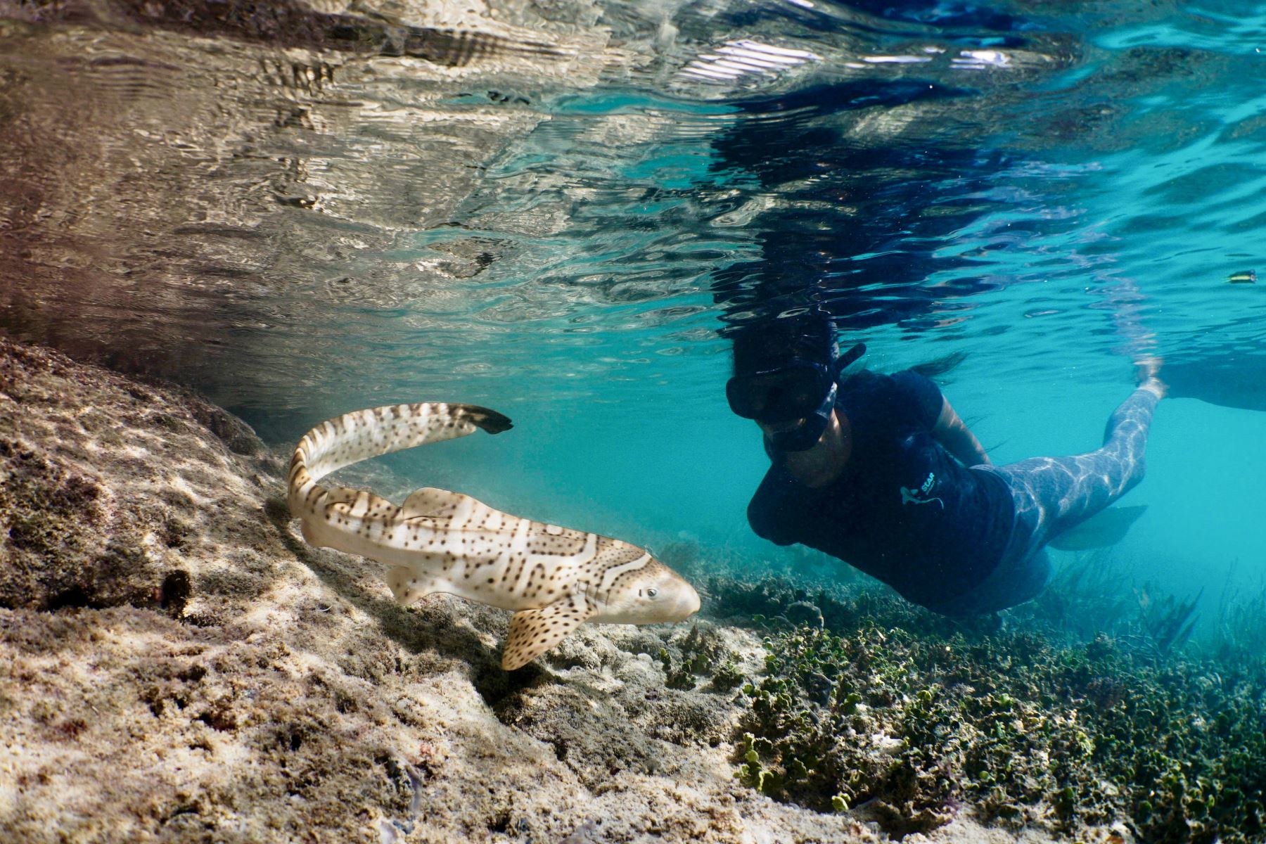 Esta fotografía tomada por Indo Pacific Films muestra a un científico del proyecto observando un tiburón cebra 