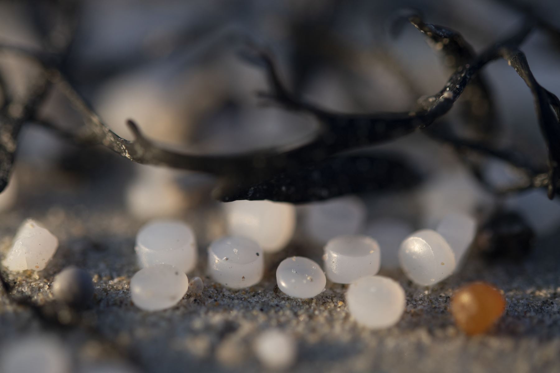 Esta fotografía se muestra cuentas de plástico, también llamadas "lágrimas de sirena", después de que una gran cantidad de ellas llegaran a la costa, contaminando las playas de Treguennec, Bretaña.
Foto: AFP