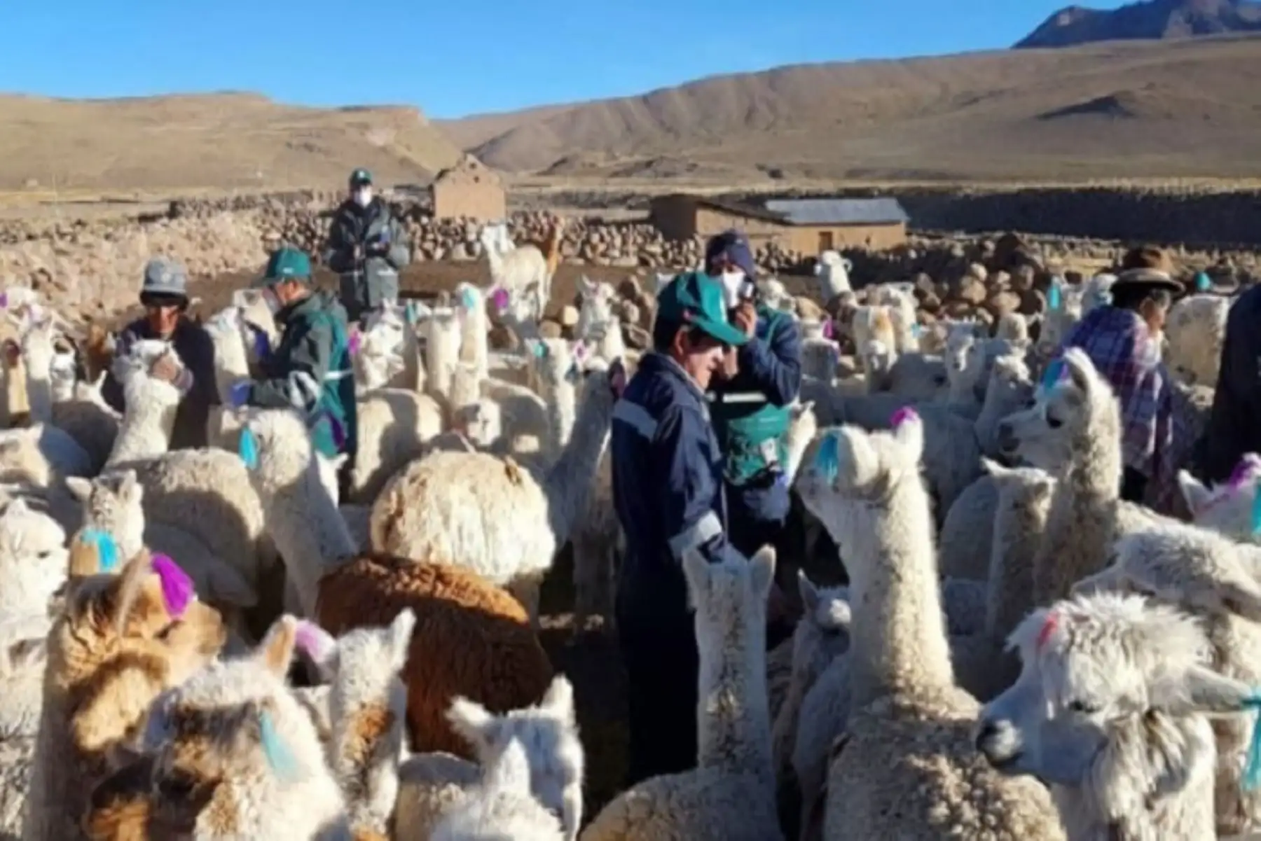 La inversión del proyecto que concluirá el 2025 asciende a más de S/ 19 millones y está a cargo del programa Agro RuralANDINA/Difusión