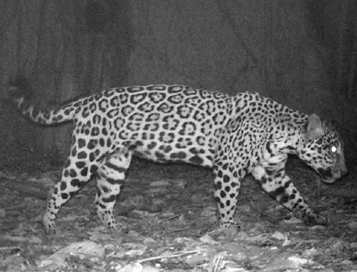 El uso de cámaras trampa en el Área de Conservación Regional Cordillera Escalera, ubicada en la región San Martín, permite monitorear y ayudar a la conservación de especies amenazadas.