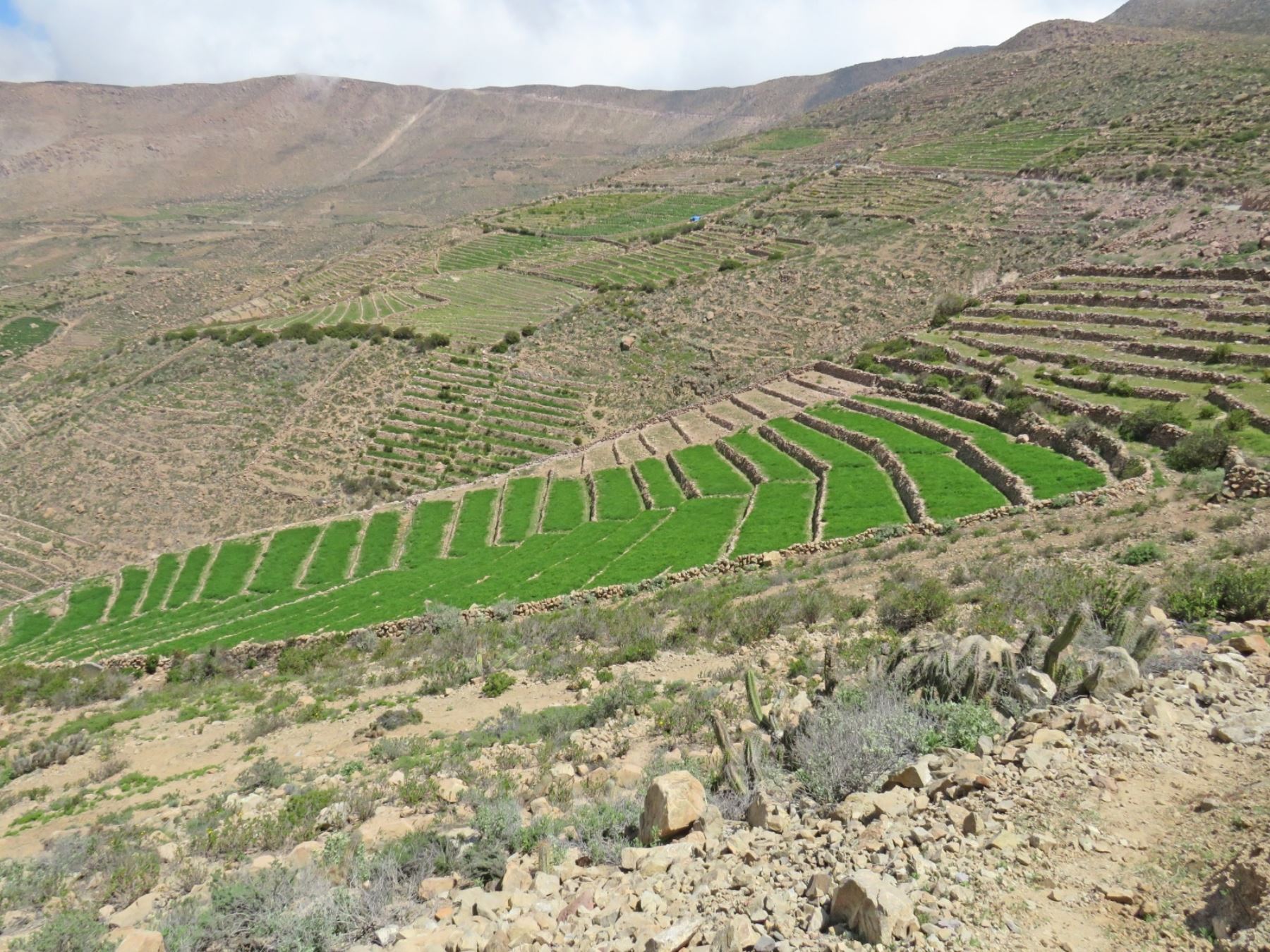 Agro Rural inició la recuperación de andenes que ayudarán a potenciar la agricultura familiar en los distritos de Quilahuani e Ilabaya, ubicados en la sierra de Tacna. Foto: ANDINA/difusión.