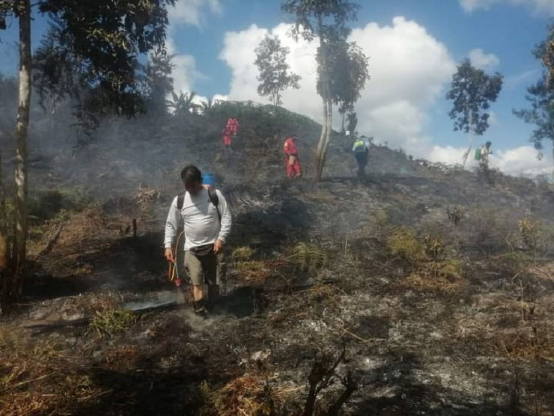 Incendio forestal en Pasco arrasa con cinco hectáreas de café y árboles de pino en Villa Rica. El siniestro fue controlado después de dos días de ardua labor. ANDINA/Difusión