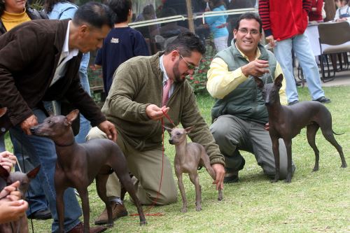 Hoy se celebra el día nacional del Perro Peruano sin Pelo