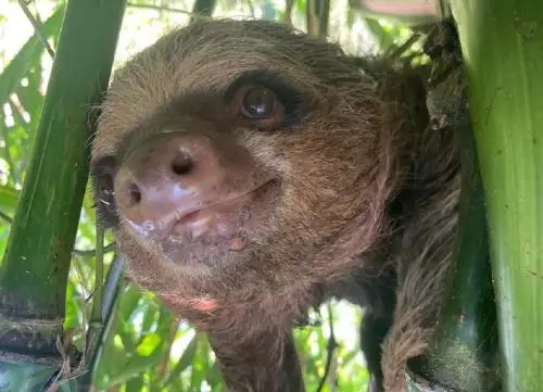 El Serfor aseguró que se encuentra a salvo y en recuperación el ejemplar de oso perezoso que fue hallado atado dentro de un costal en Cusco. ANDINA/Difusión