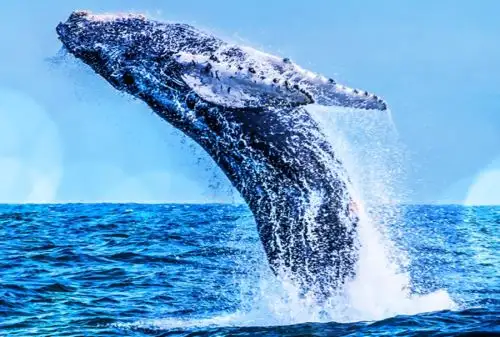 Tumbes es uno de los lugares privilegiados para el avistamiento de ballenas jorobadas. ANDINA/Difusión