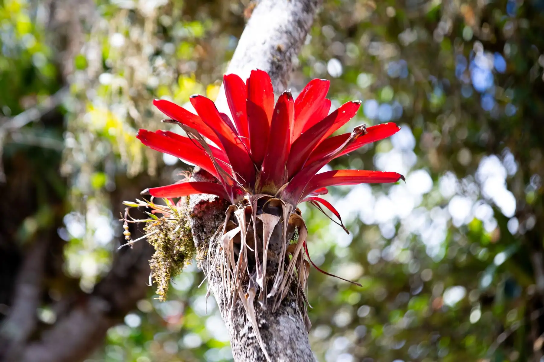 Las extensas áreas verdes de la Zona Arqueológica Monumental Kuélap de la región Amazonas, situada a más de 3000 m.s.n.m., son propicias para el crecimiento de diversas especies de plantas, árboles y arbustos de altura. Foto: ANDINA/Daniel Bracamonte