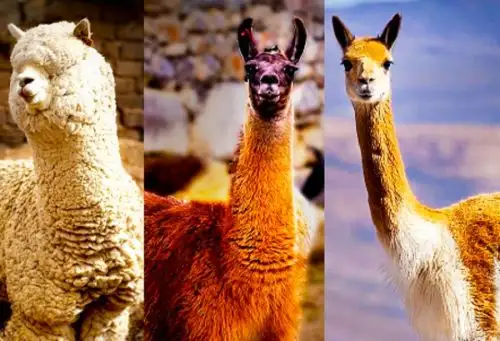 Alpaca, llama y vicuña