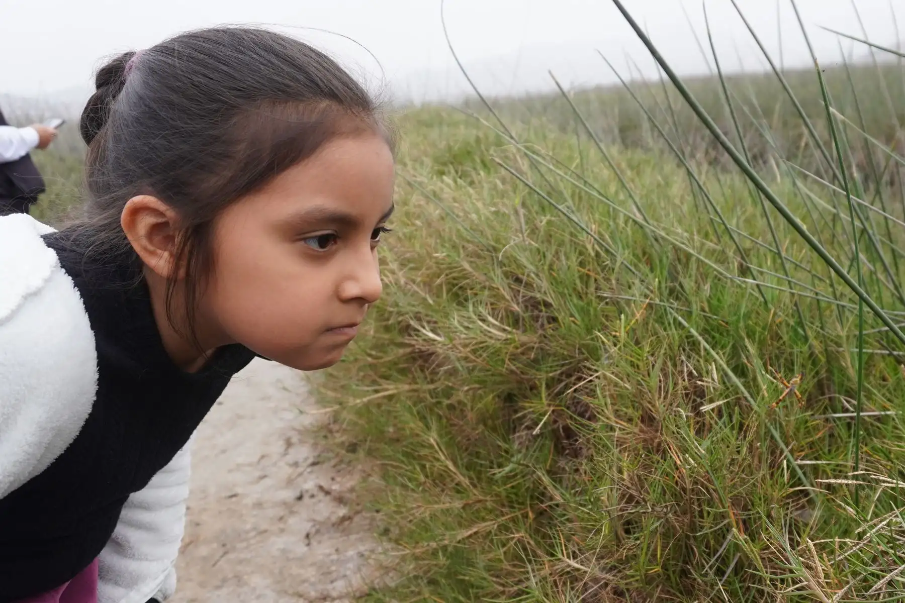 Los visitantes pueden acudir a este recinto ecológico, ubicado cerca de las playas del balneario Costa Azul de Ventanilla Además podrán apreciar especies de flora como la totora, junco, grama salada, Salicornia, caña brava y vega, como las más representativas.
Foto: ANDINA/ Eddy Ramos