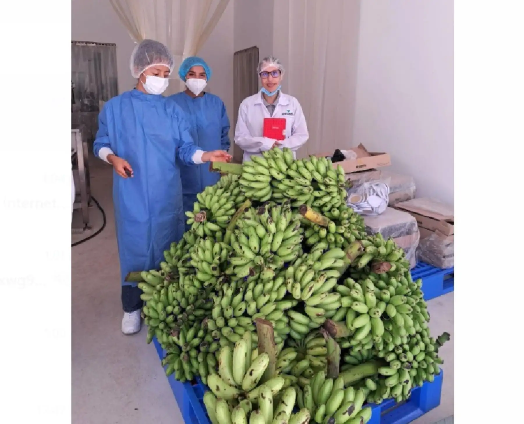 Una emprendedora huanuqueña, con apoyo de Proinnóvate, elabora "golosinas" saludables que ayudan a combatir la anemia infantil. ANDINA/Difusión