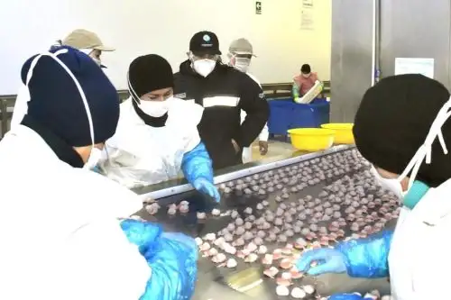Reglamento busca asegurar la sanidad e inocuidad de los productos hidrobiológicos. Foto: Sanipes/Difusión.