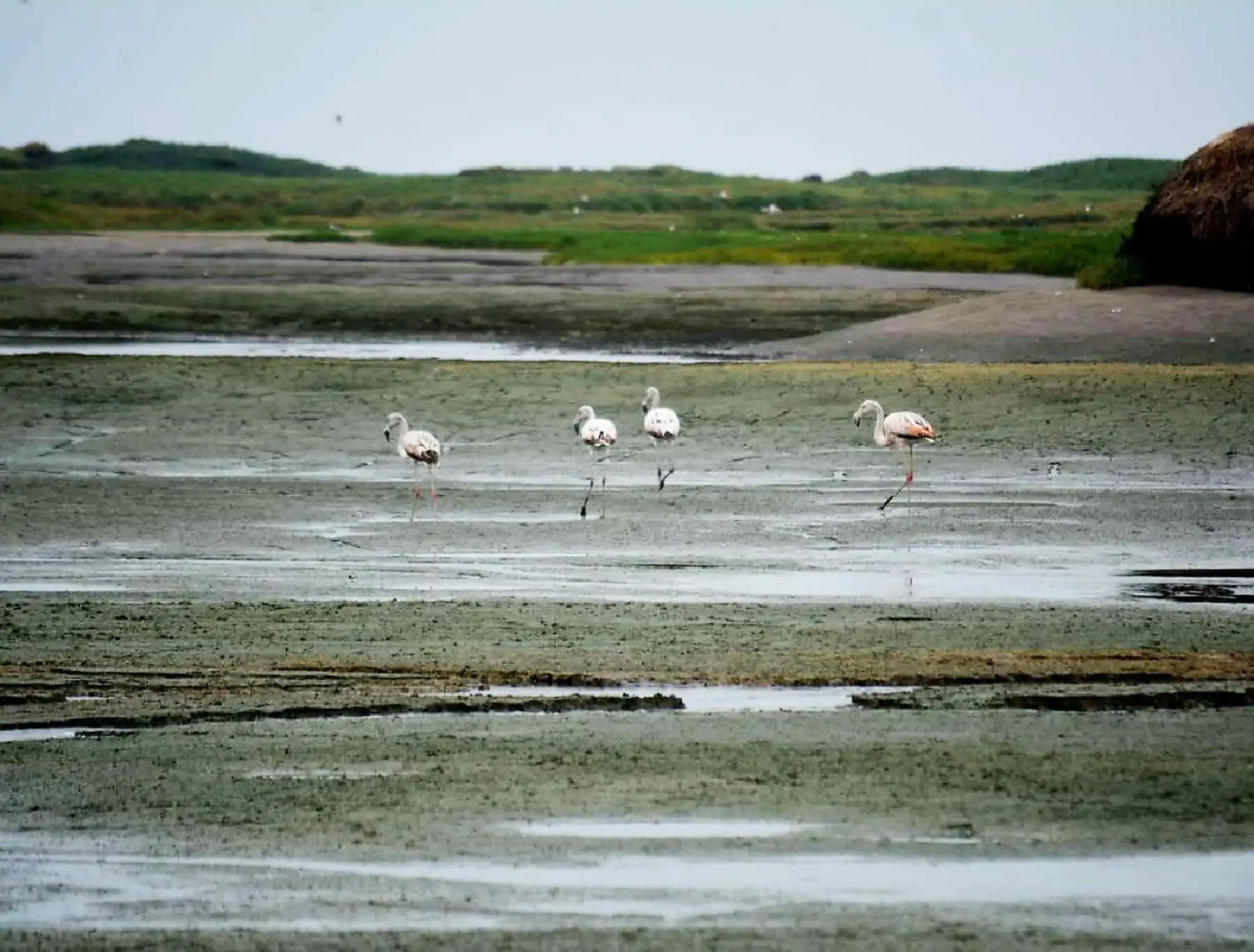 La Municipalidad Provincial de Trujillo declara área de conservación ambiental a los humedales de Uripe. La medida se adopta para proteger a la diversidad de especies de flora y fauna que vive en esa zona natural. ANDINA/Difusión