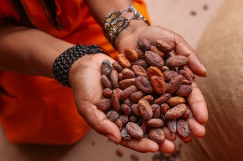 El cacao peruano es valorado en los mercados internacionales. ANDINA/Difusión