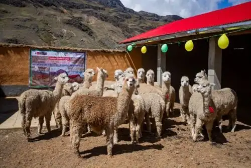 Plan ante heladas y friaje: Midagri entrega cobertizos y fitotoldos para 15 regiones