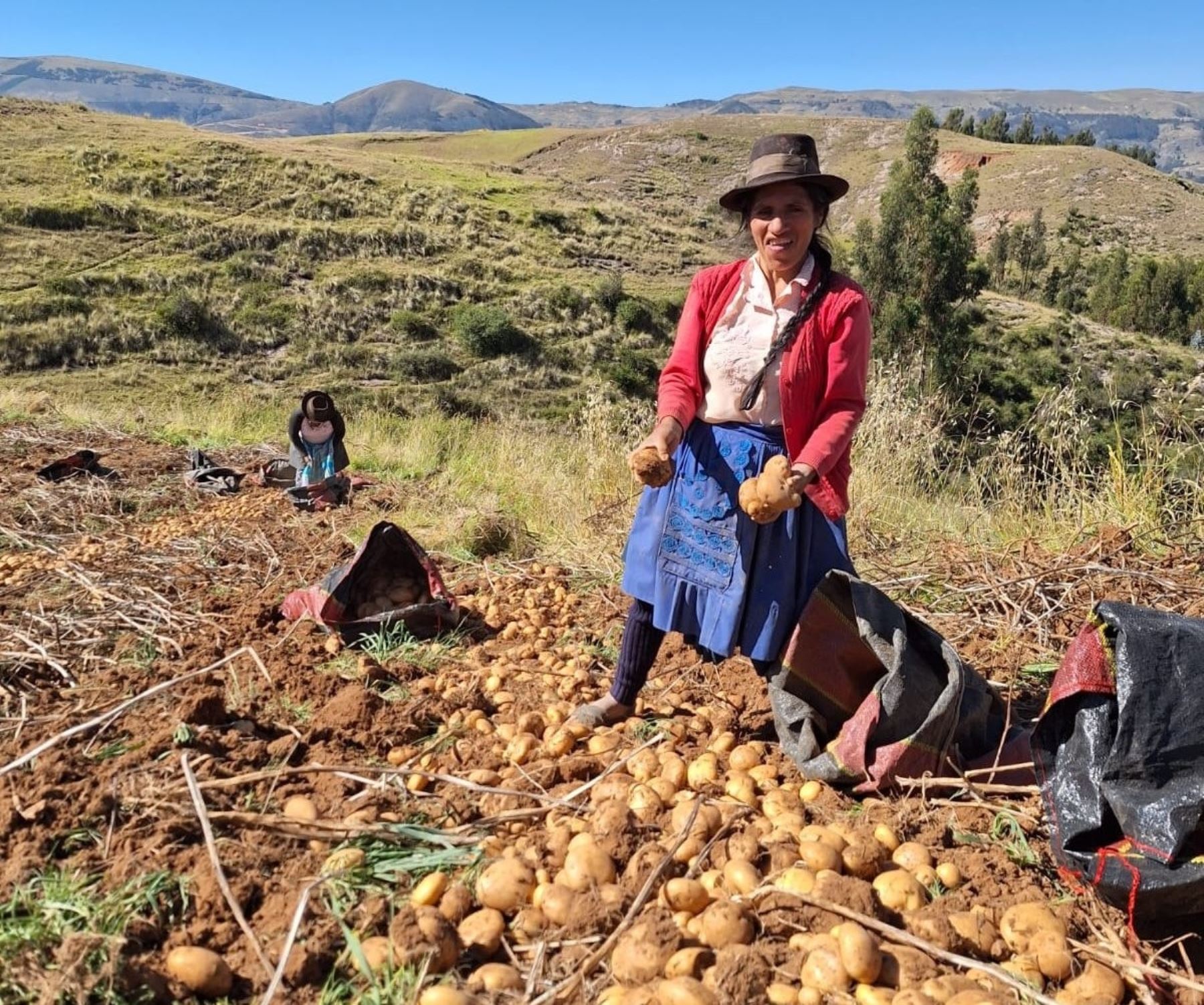 Productores de la comunidad de Vinchos, región Ayacucho, lograron más de 65 toneladas de semillas de papa con alta calidad genética que les permitirá incrementar la producción de este tubérculo. ANDINA/Difusión