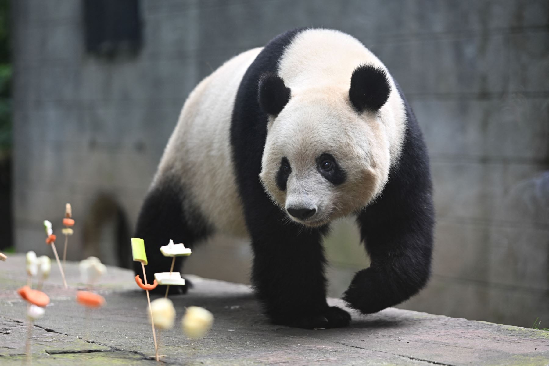 La panda gigante hembra Xiang Xiang, nacida en Japón celebra su séptimo cumpleaños en el Centro de Investigación y Conservación del Panda Gigante de China en Ya