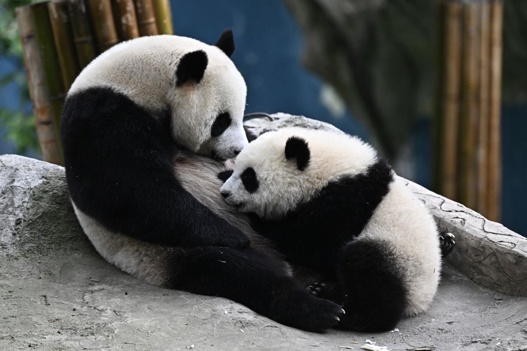 La panda gigante Ran Ran  amamanta a su cachorro en su recinto en el Centro de Investigación y Conservación del Panda Gigante de China en Ya