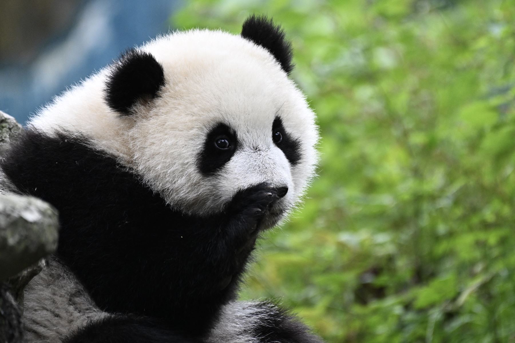 Se ve un cachorro de panda gigante en su recinto en el Centro de Investigación y Conservación del Panda Gigante de China en Ya