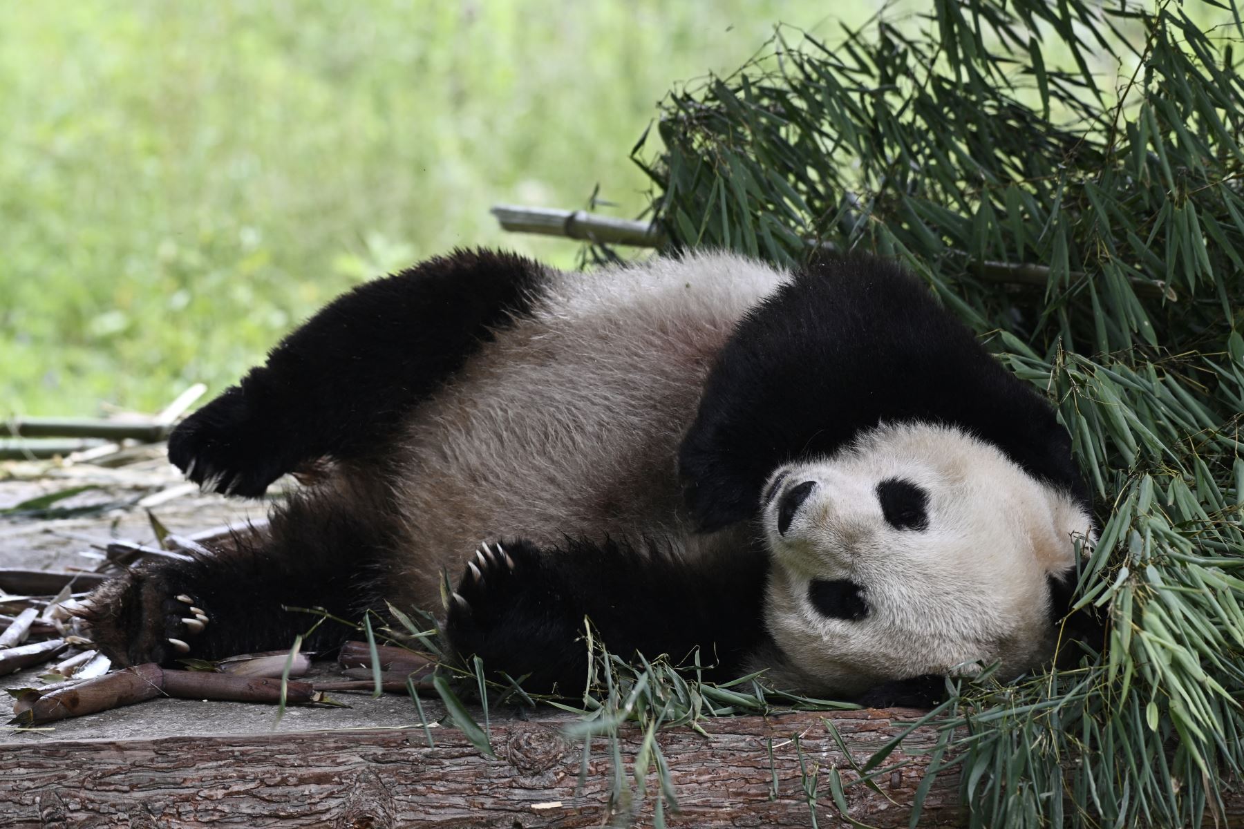 El panda gigante Le Sheng es visto en su recinto en el Panda International Original Discovery Camp en Dengchigou del condado de Baoxing, en Ya