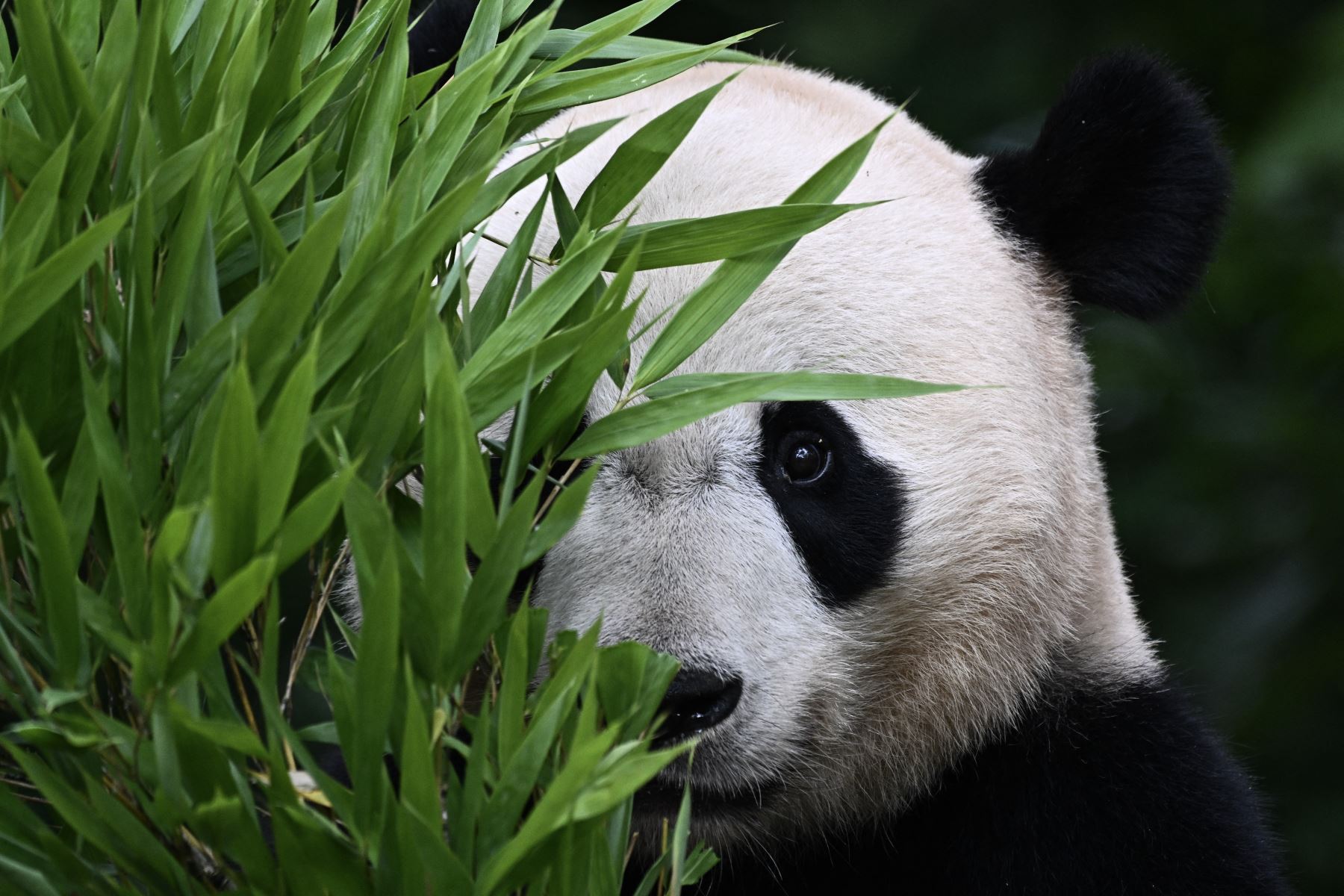 Bei Bei, un panda gigante nacido en Estados Unidos, come en su recinto en el Centro de Investigación y Conservación del Panda Gigante de China en Ya