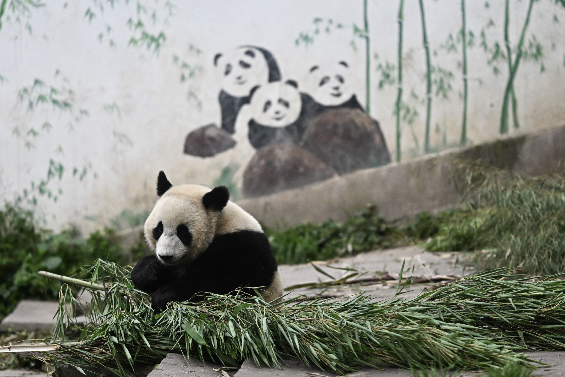 Un panda gigante es visto en su recinto en el Centro de Investigación y Conservación del Panda Gigante de China en Ya