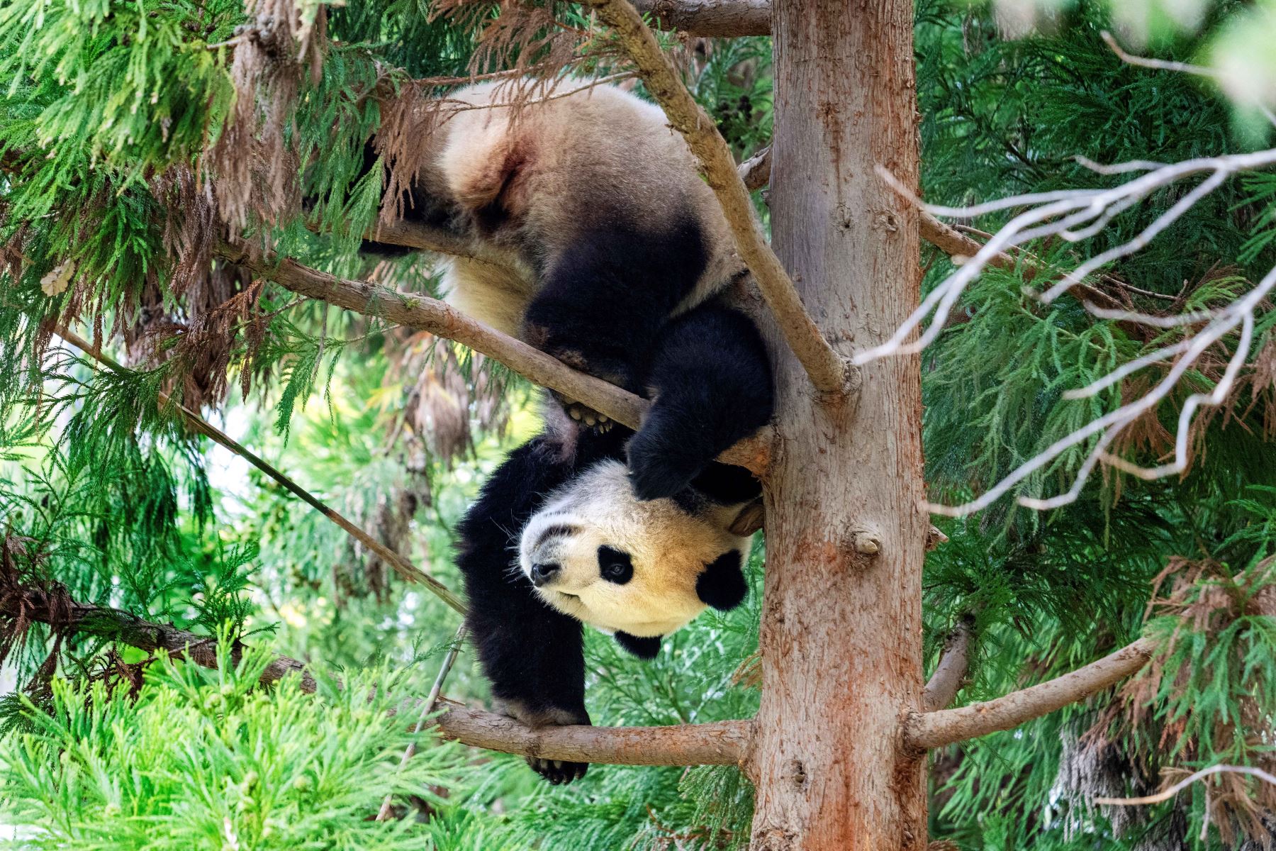 El panda gigante Xiao Qi Ji cuelga boca abajo de un árbol en su recinto. AFP