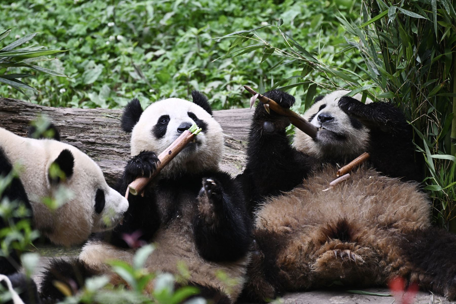 Los pandas gigantes comen bambú en su recinto en el Centro de Investigación y Conservación del Panda Gigante de China. AFP