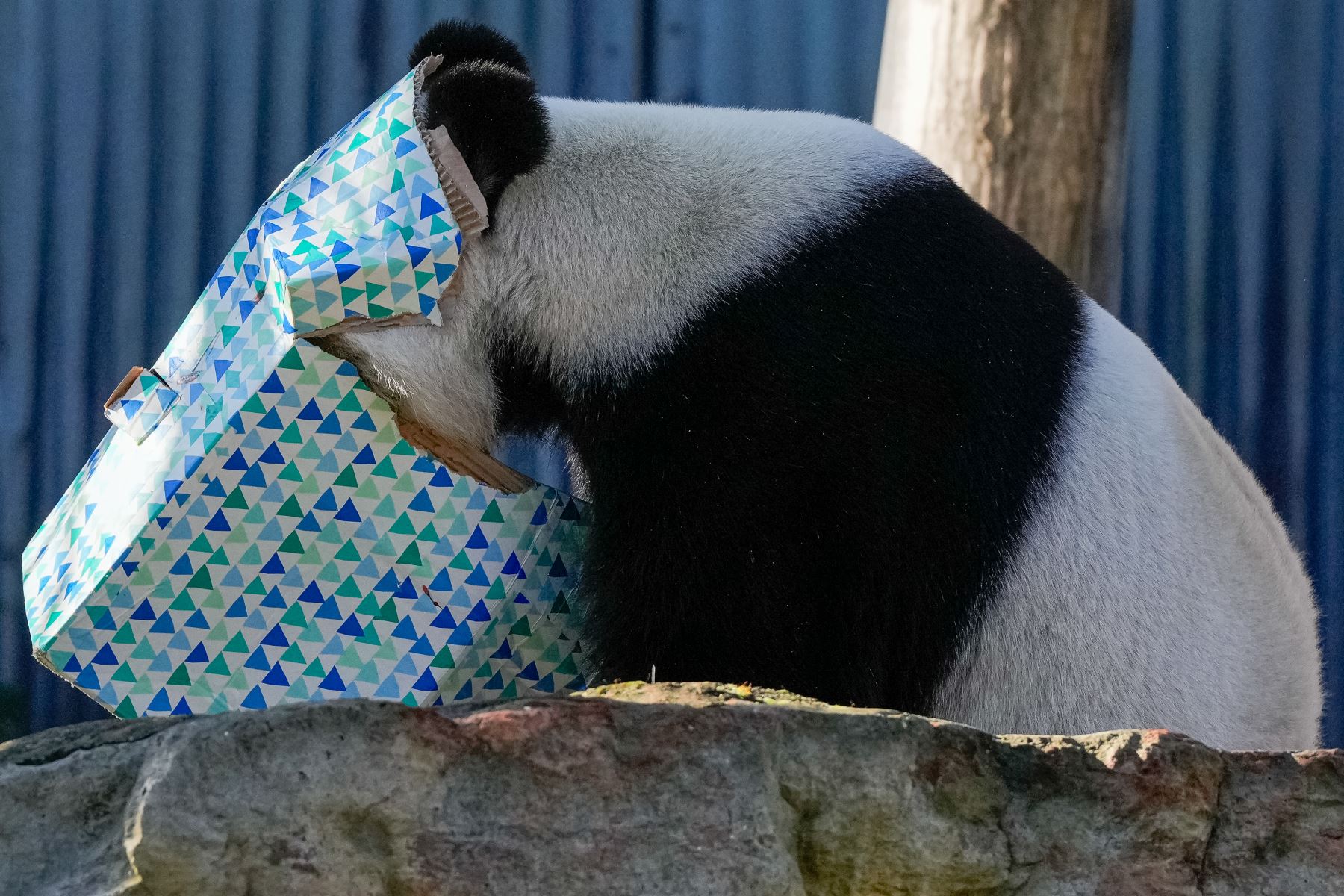 Wang Wang, el panda, juega metiendo la  cabeza dentro de una caja . AFP