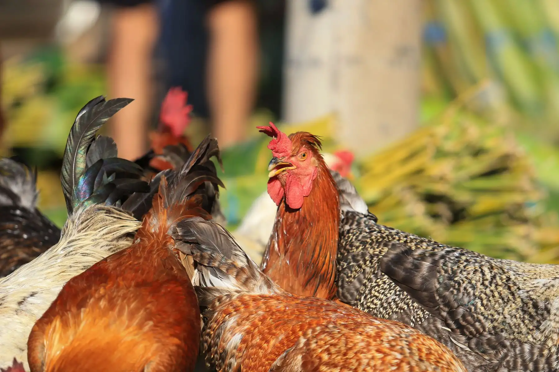 Las gallinas frescas son el ingrediente más importante del juane. Foto: ANDINA/Braian Reyna