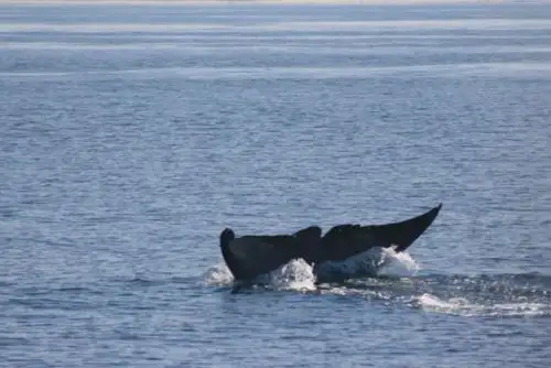 Tumbes: espectacular avistamiento de ballenas se presenció en costa de Canoas de Punta Sal