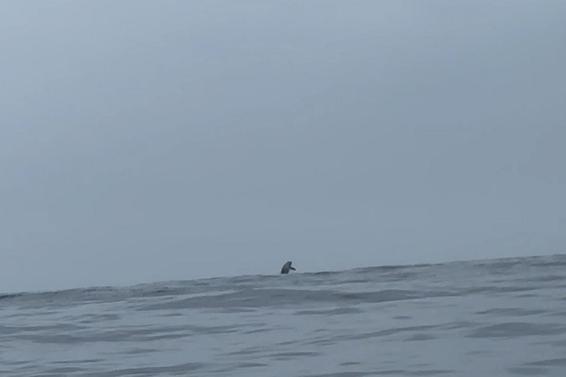 Tumbes: espectacular avistamiento de ballenas se presenció en costa de Canoas de Punta Sal
