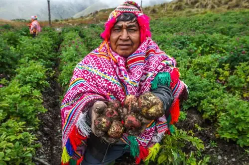 En setiembre de 2025 la producción agropecuaria peruana creció 12.1%.  ANDINA/Difusión