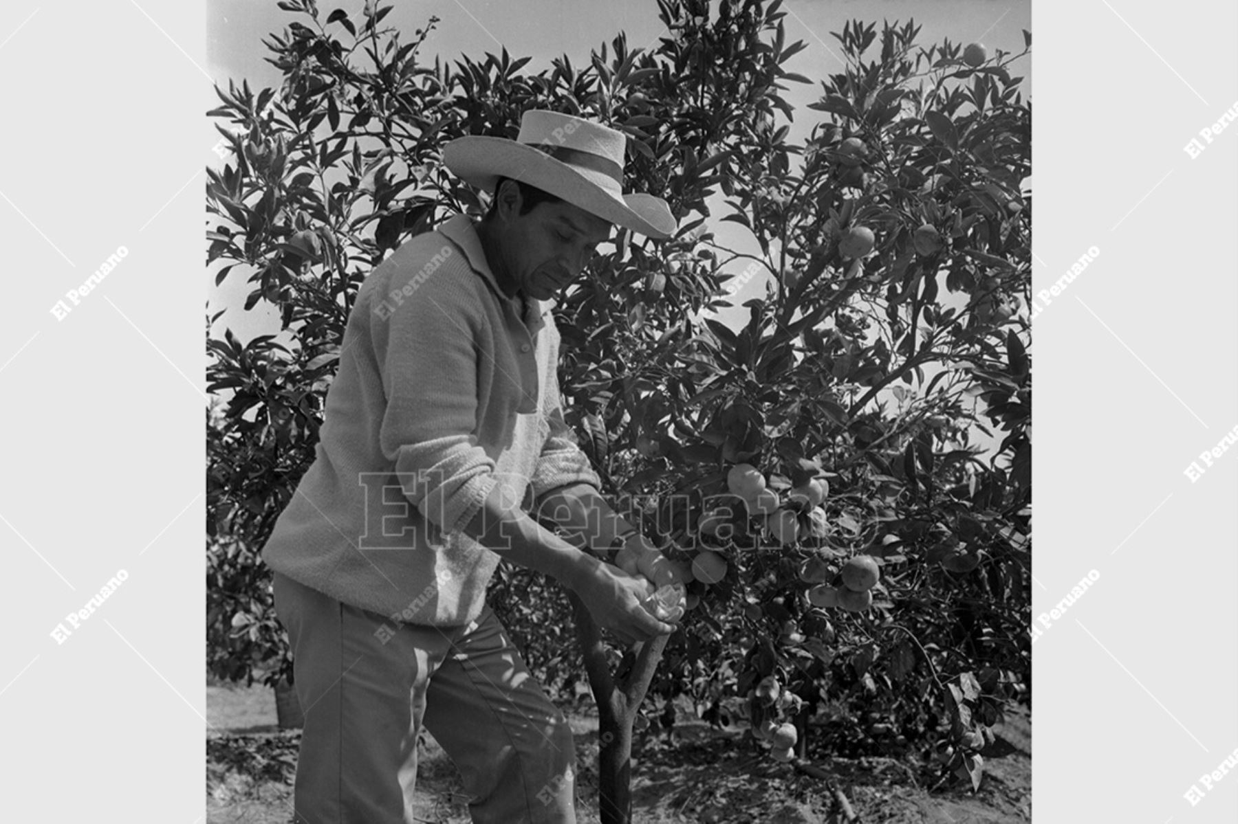 Huaral - 19 junio 1976 /  Campesino de la Cooperativa Agraria de Producción Huando cosechando naranjas. Foto: Archivo Histórico de El Peruano / Virgilio Molero