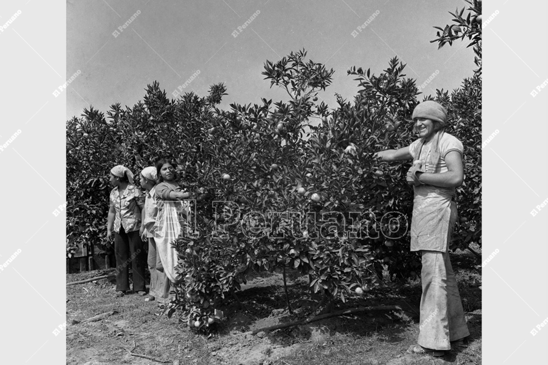 Huaral - 19 junio 1976 /  Campesinas de la Cooperativa Agraria de Producción Huando en plena cosecha de naranjas. Foto: Archivo Histórico de El Peruano / Virgilio Molero