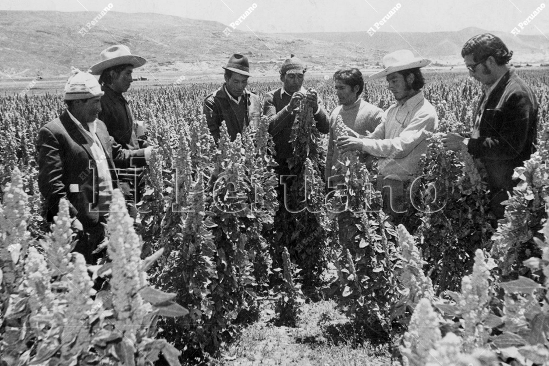 Puno - 3 diciembre 1975 / Técnicos y campesinos inspeccionan cultivos de quinua. Foto: Archivo Histórico de El Peruano