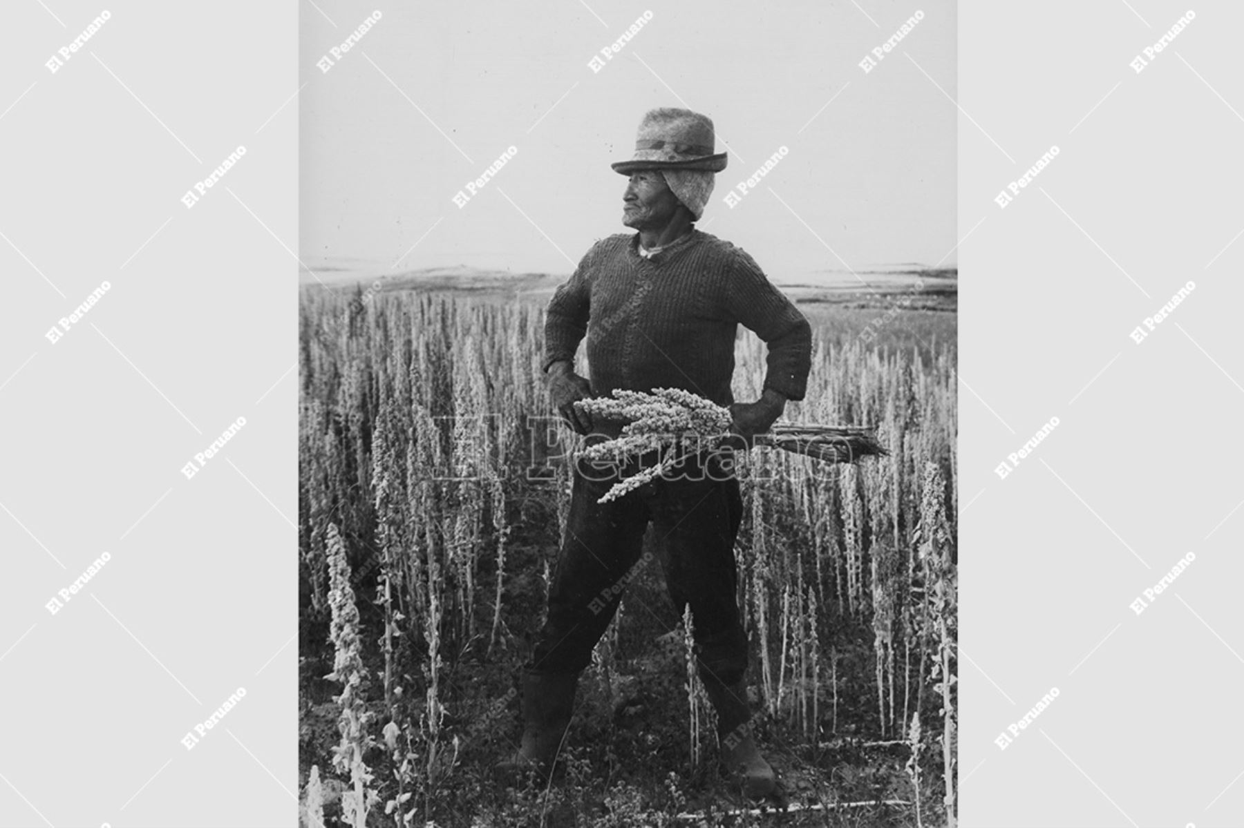 Puno - 12 abril 1976 / Campesino en cosecha de quinua, el grano de oro andino. Foto: Archivo Histórico de El Peruano / Oswaldo Sánchez
