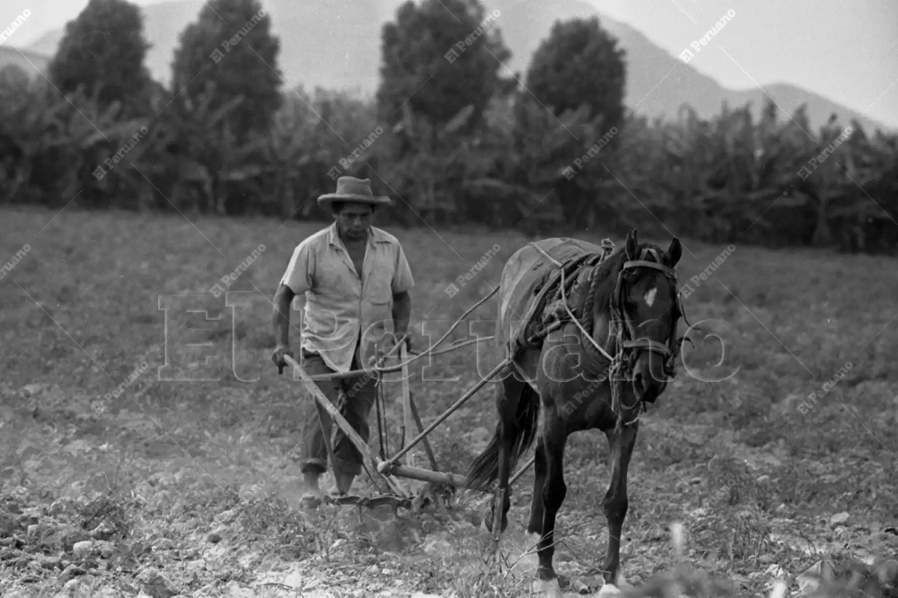 Lima - 17 febrero 1976 / Campesino ara la tierra en el fundo Garagay en San Martín de Porres. Foto: Archivo Histórico de El Peruano / Oswaldo Sánchez