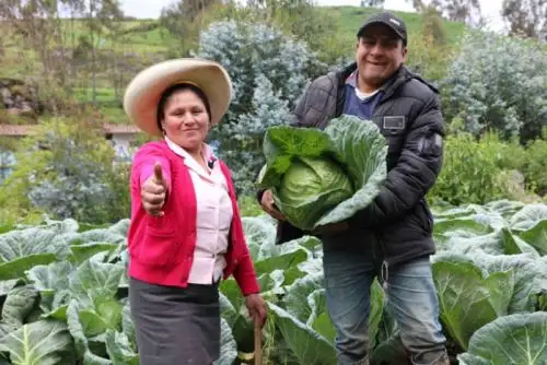 Haku Wiñay y Noa Jayatai han apoyado el desarrollo de 18,678 iniciativas de negocios en los rubros agropecuario, agroindustria, artesanal, piscicultura y de servicios.
