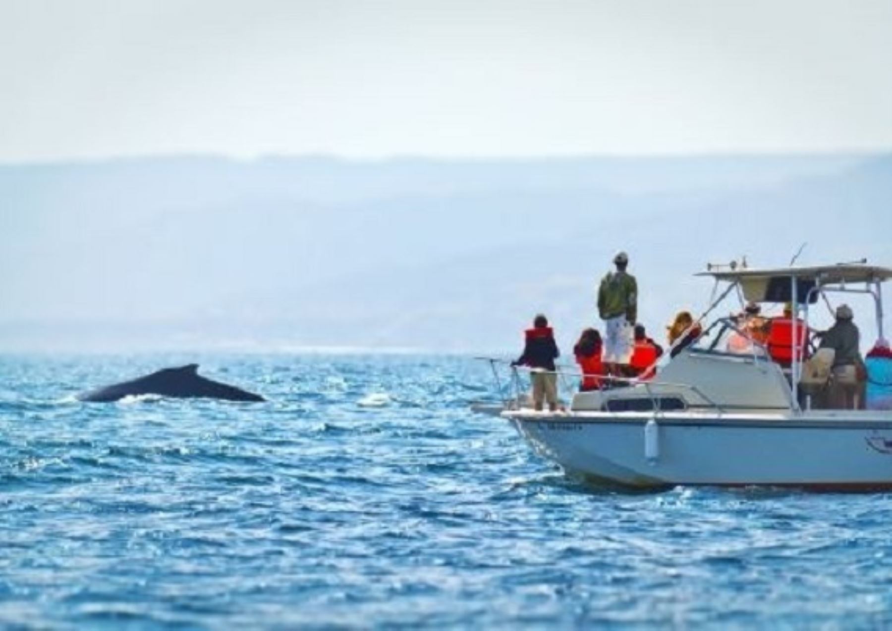 El avistamiento de ballenas jorobadas se ha convertido en un importante atractivo turístico de Piura que en esta época se encuentra en temporada alta.