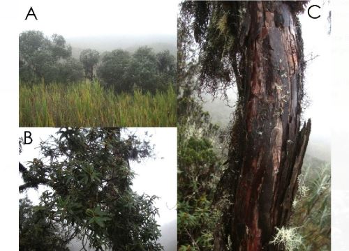 Investigadores de Perú y Estados Unidos hallaron una nueva especie de queñua en el Bosque de Protección Pui Pui, ubicado en la selva de la región Junín. ANDINA/Difusión